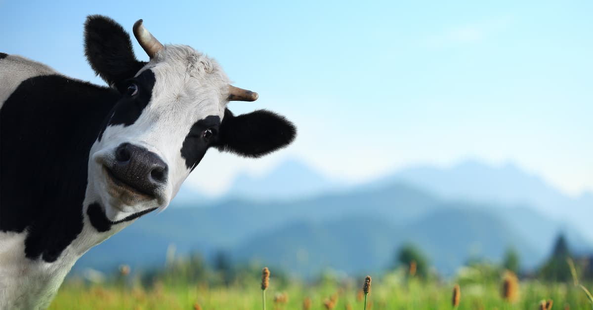 Cover Image for How to Eat Meat While Caring About the Environment